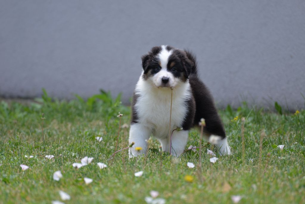 silver dream aussie's Zephir zulu